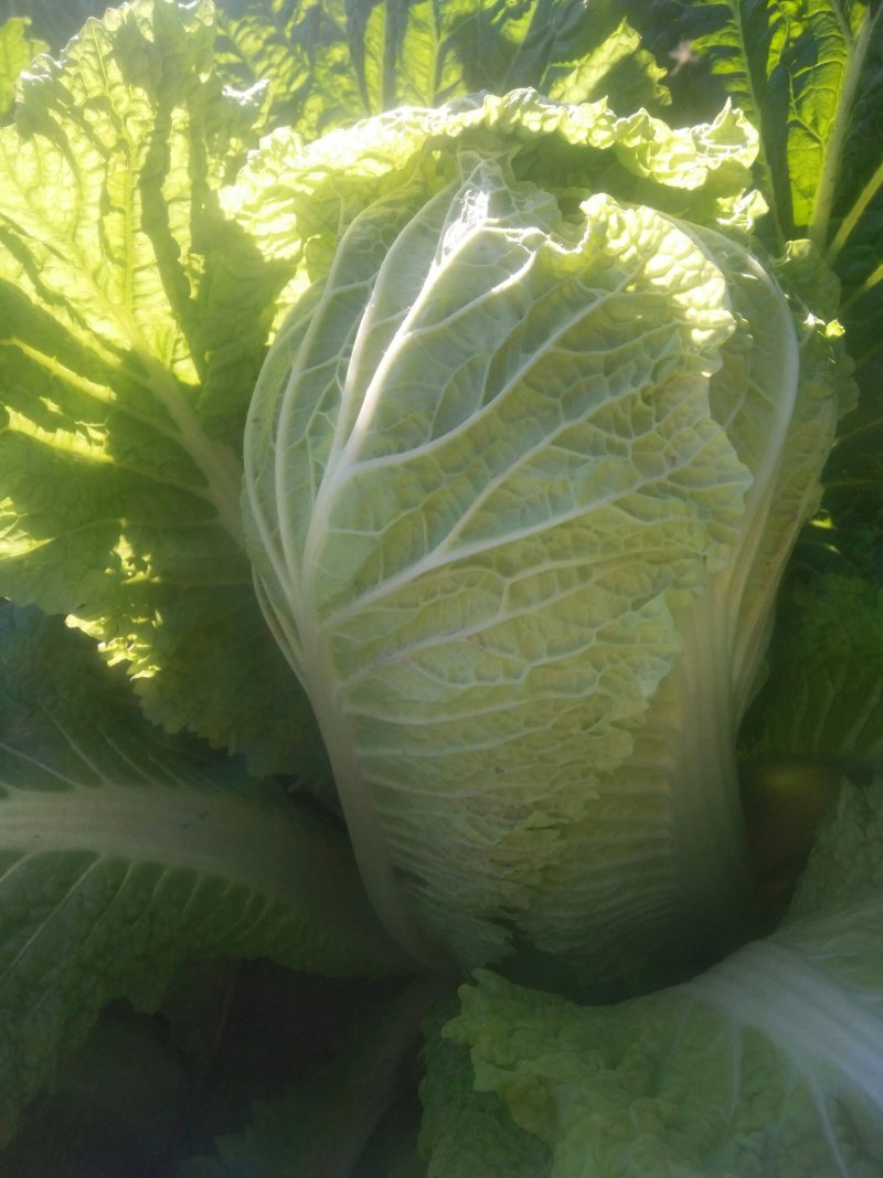 白菜大量上市中！好白菜！有需要的联系我！