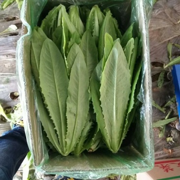精品油麦菜，现已大量