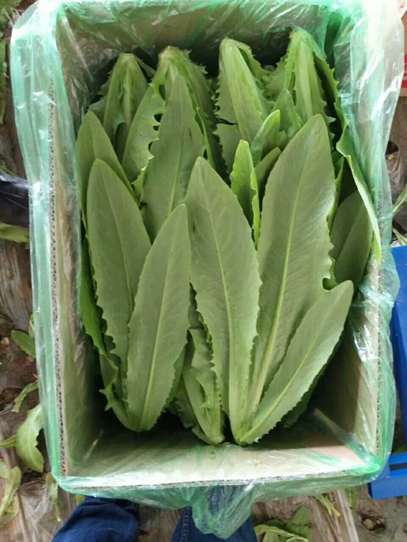 精品油麦菜，现已大量
