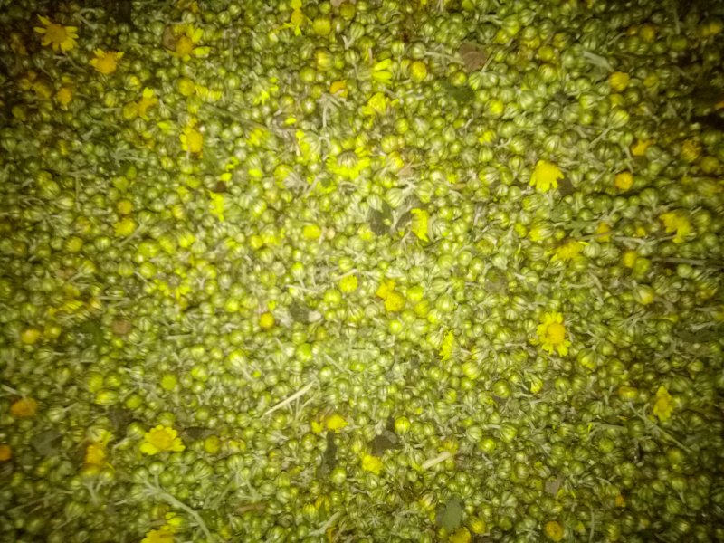 野菊花