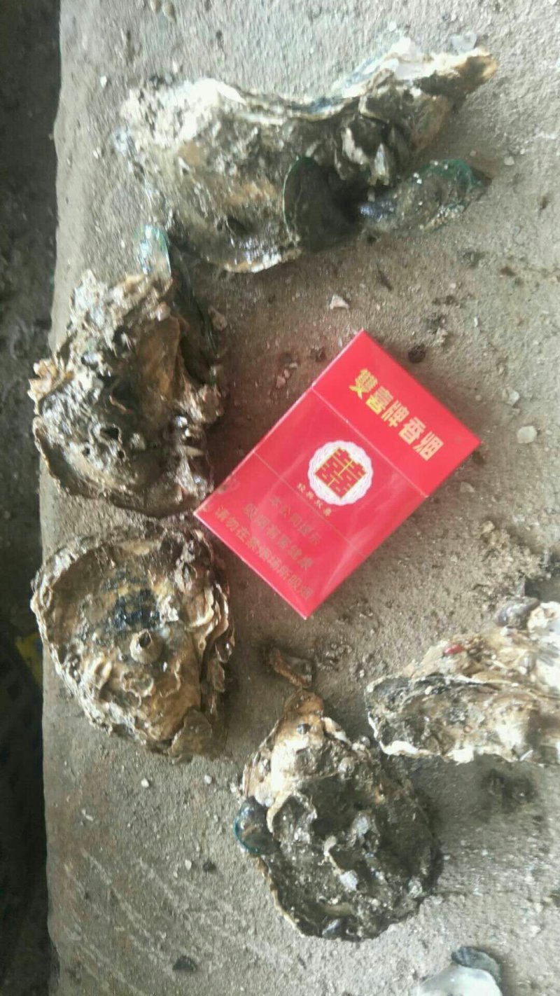 湛江肥蚝产地供应包肥稳定场地视频货原