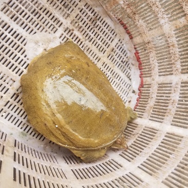 甲鱼