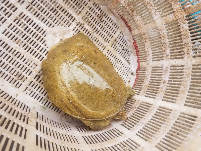 甲鱼