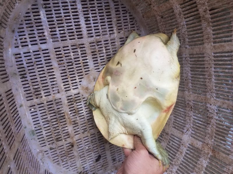 甲鱼