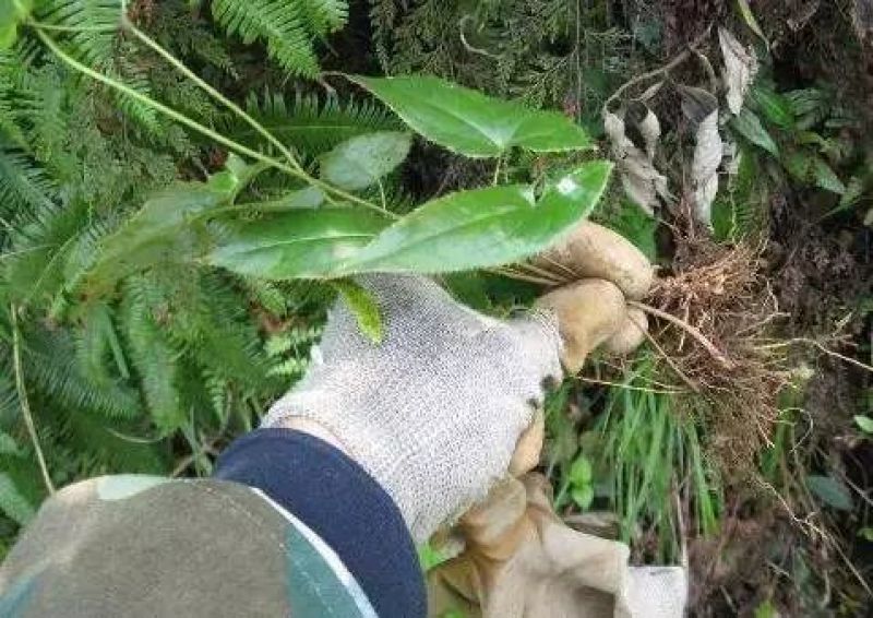仙灵牌，三枝九叶草