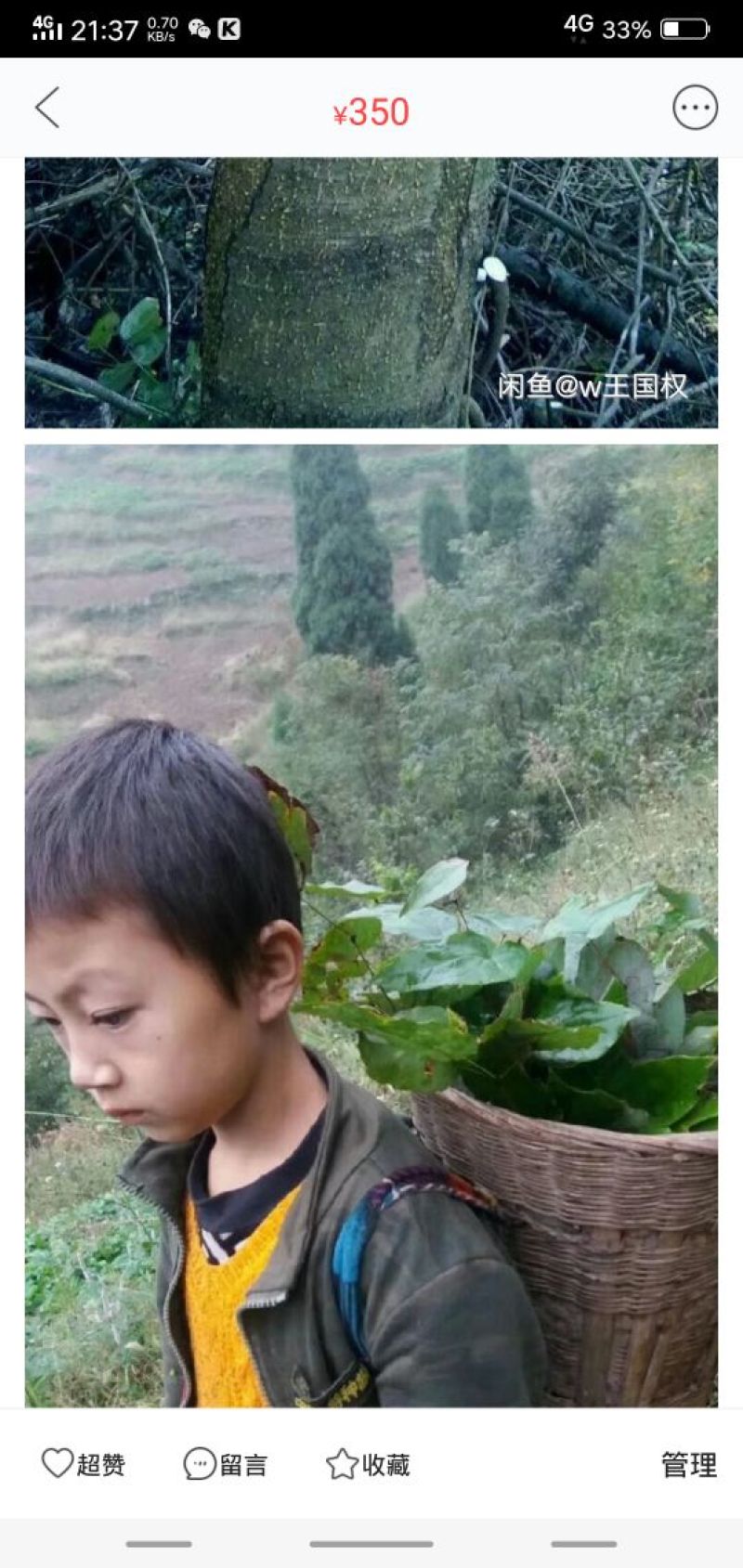 仙灵牌，三枝九叶草