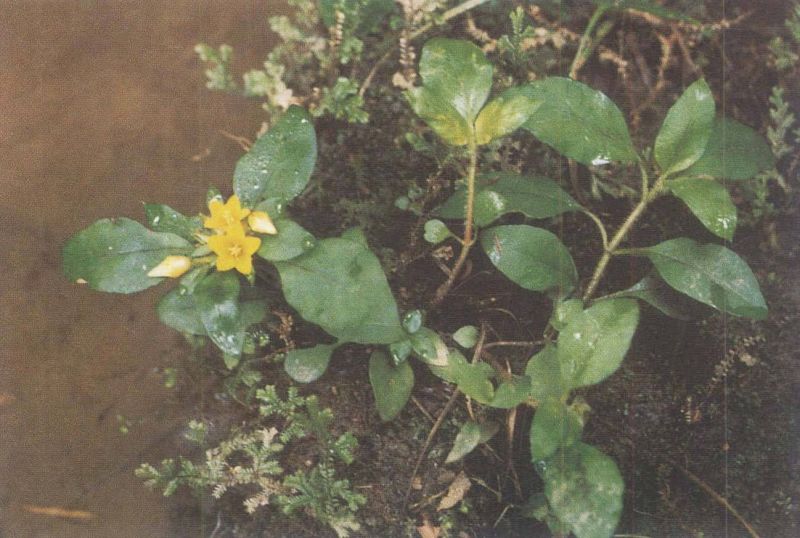 风寒草