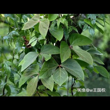 大血藤