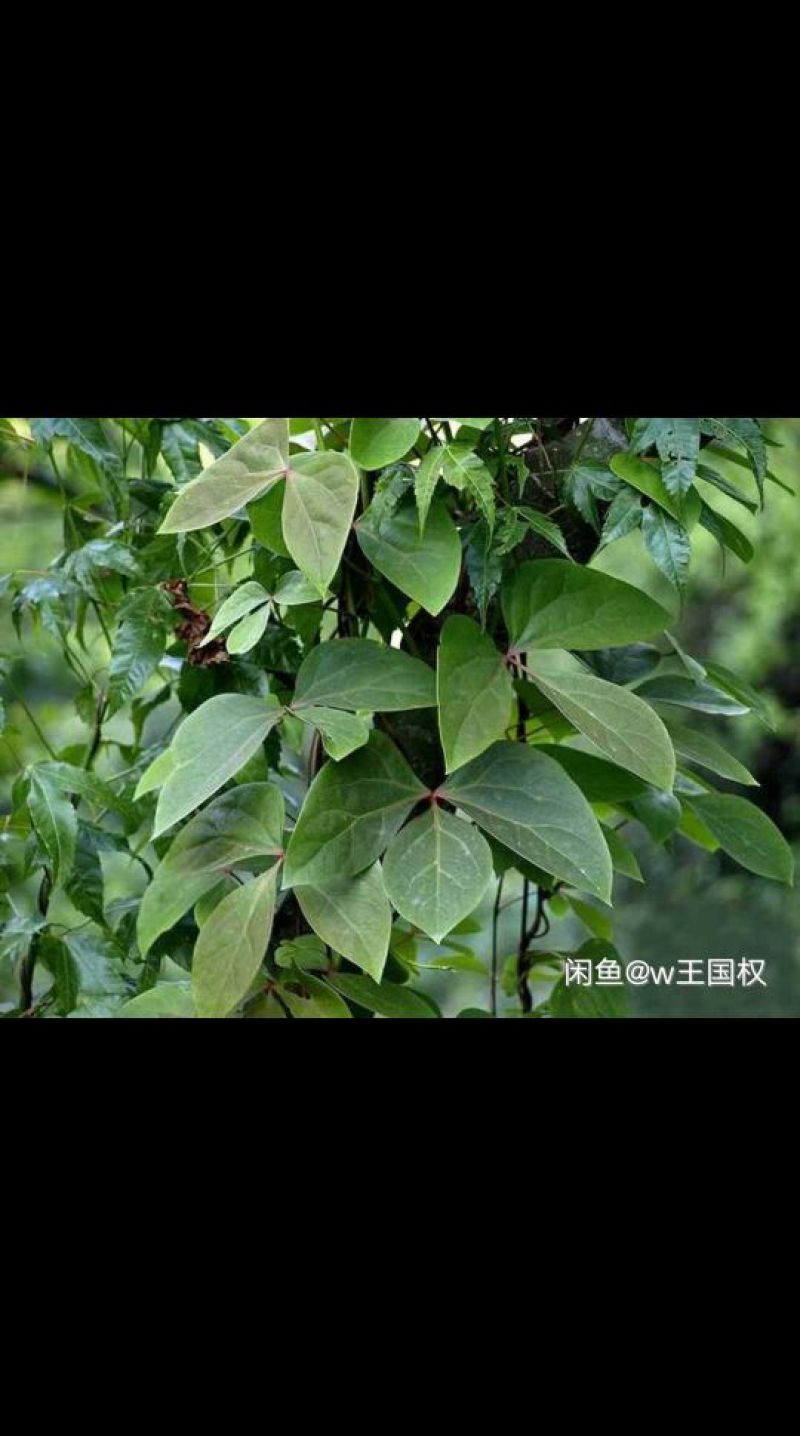 大血藤