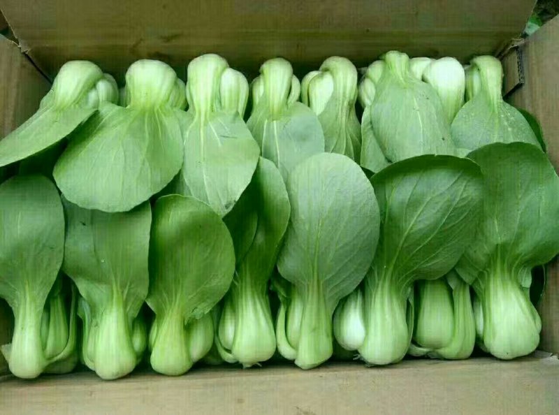 各种精品叶菜，质量好价钱美丽