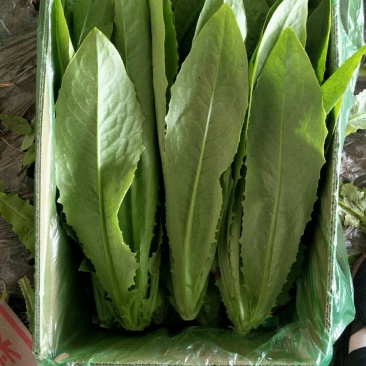 各种精品叶菜，质量好价钱美丽