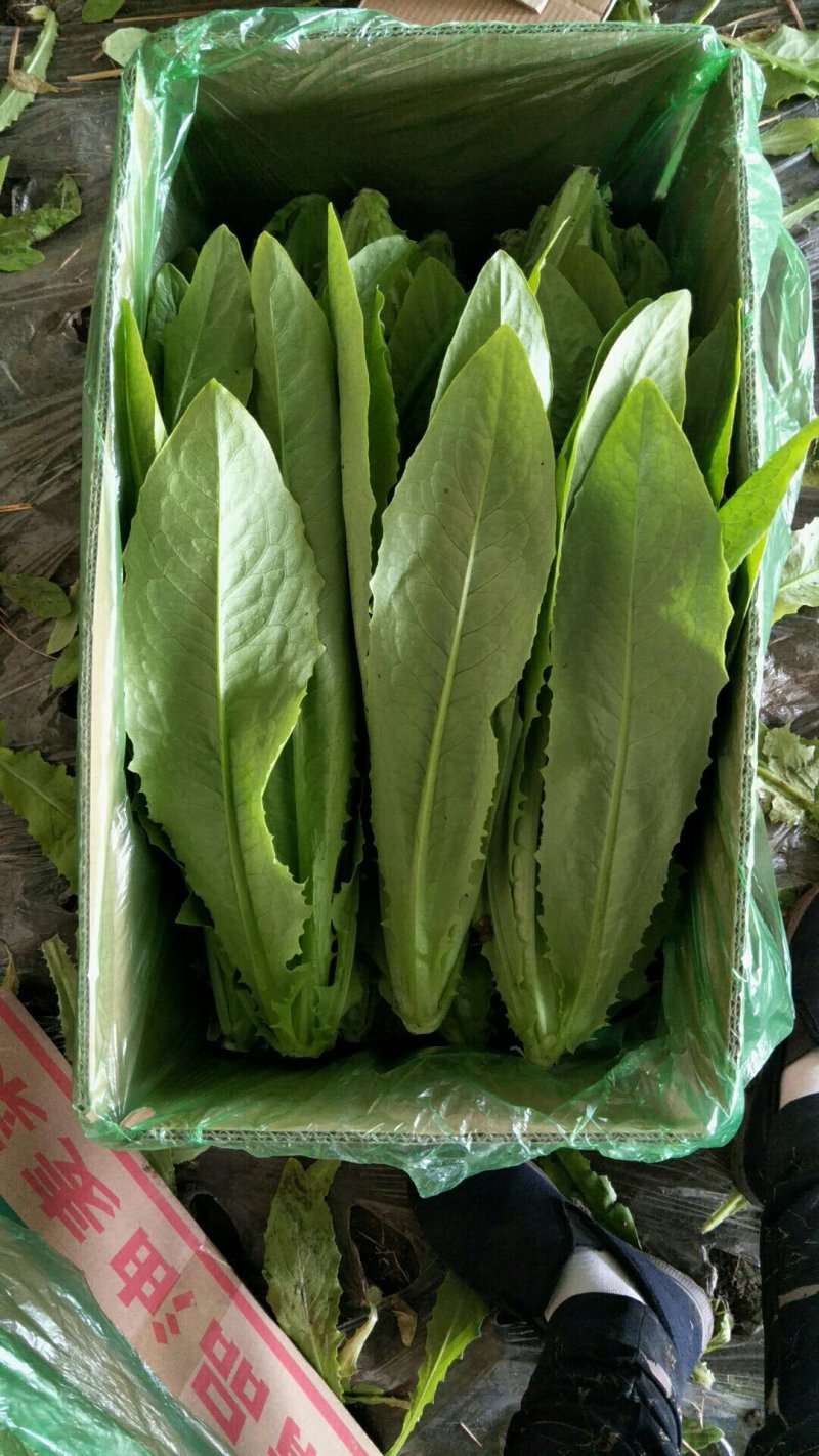 各种精品叶菜，质量好价钱美丽