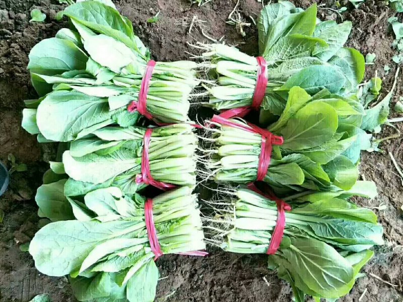 各种精品叶菜，质量好价钱美丽
