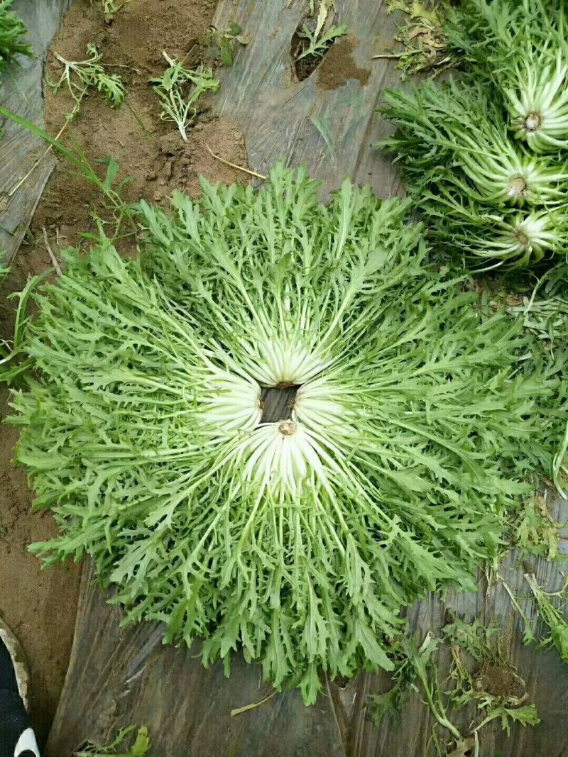 各种精品叶菜，质量好价钱美丽
