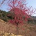 大量批发吊钟樱花,中国红樱花,中国樱花,早樱,苗木新品种