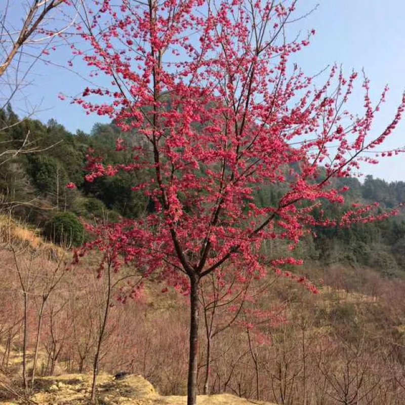 大量批发吊钟樱花，中国红樱花，中国樱花，早樱，苗木新品种