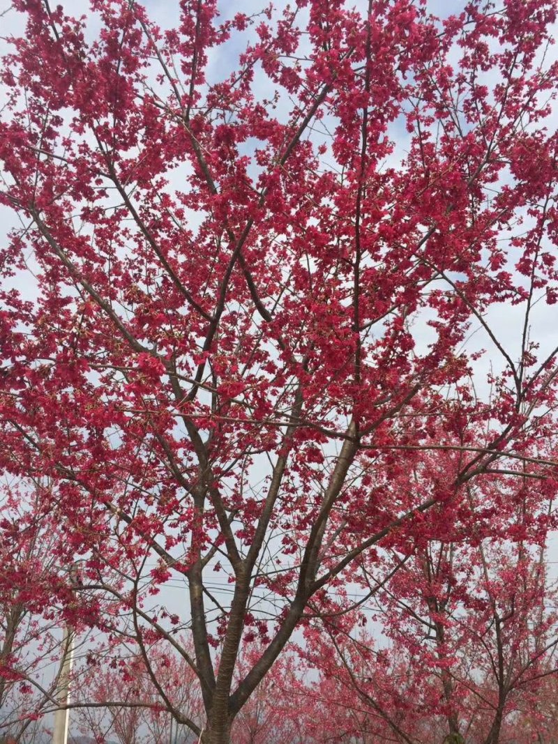 大量批发吊钟樱花，中国红樱花，中国樱花，早樱，苗木新品种