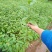 大量批发吊钟樱花,中国红樱花,中国樱花,早樱,苗木新品种