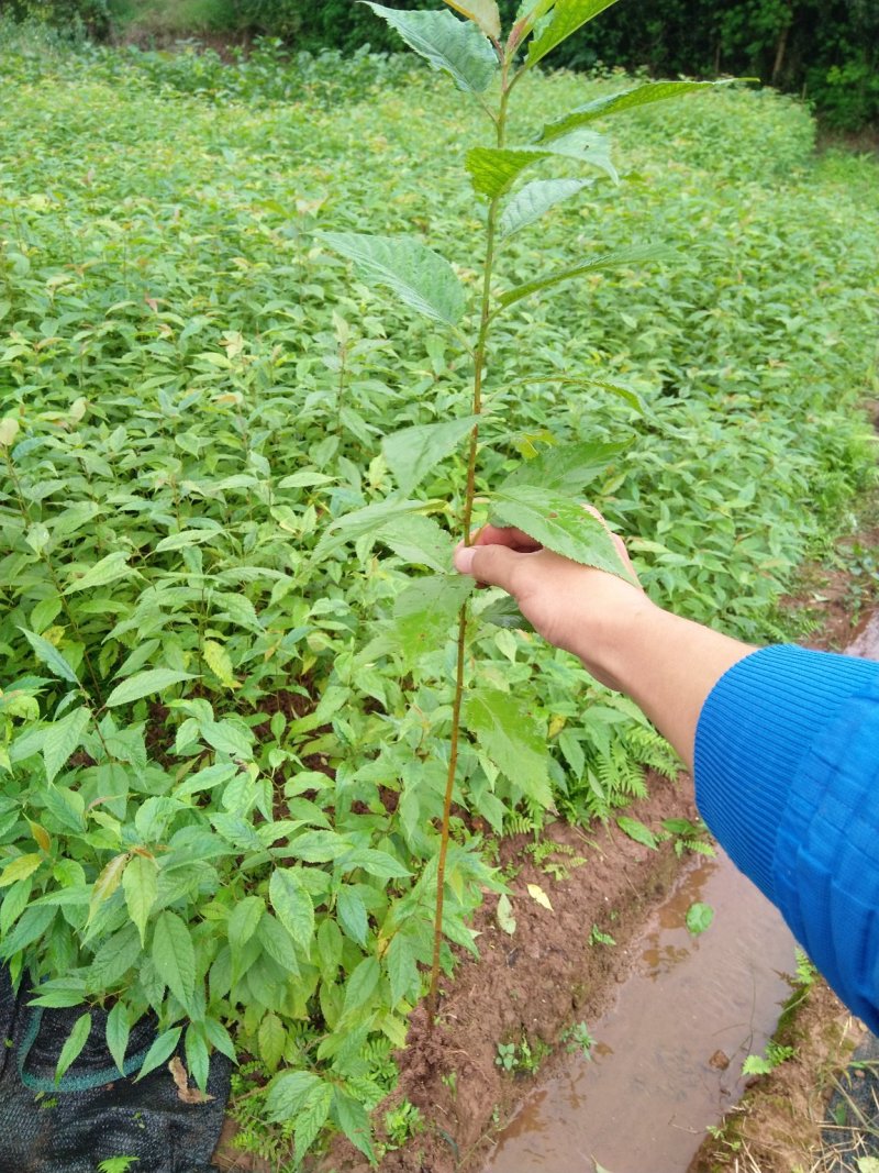 大量批发吊钟樱花，中国红樱花，中国樱花，早樱，苗木新品种