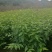 大量批发吊钟樱花,中国红樱花,中国樱花,早樱,苗木新品种