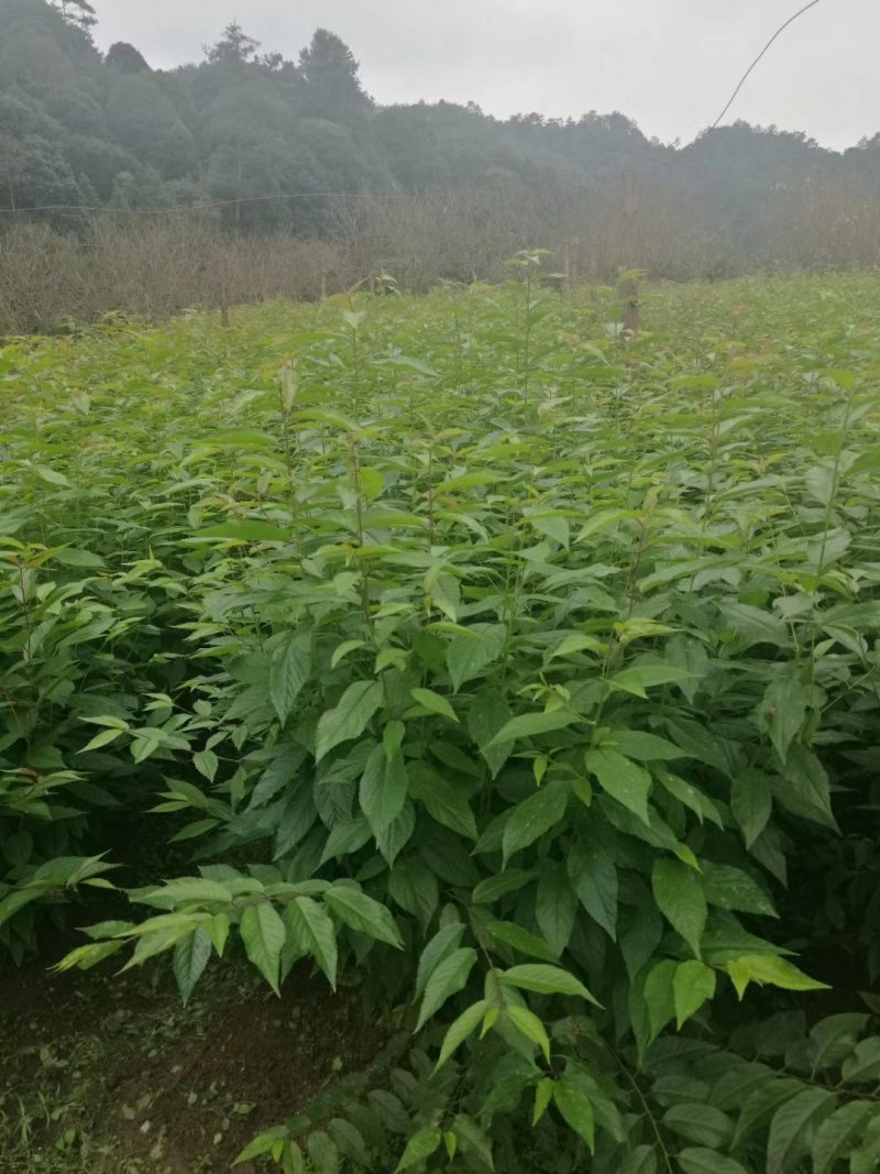 大量批发吊钟樱花，中国红樱花，中国樱花，早樱，苗木新品种