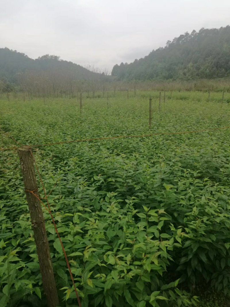 大量批发吊钟樱花，中国红樱花，中国樱花，早樱，苗木新品种