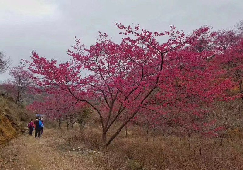 大量批发吊钟樱花，中国红樱花，中国樱花，早樱，苗木新品种