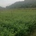 大量批发吊钟樱花,中国红樱花,中国樱花,早樱,苗木新品种