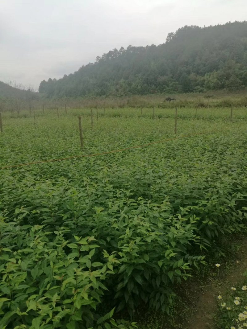 大量批发吊钟樱花，中国红樱花，中国樱花，早樱，苗木新品种