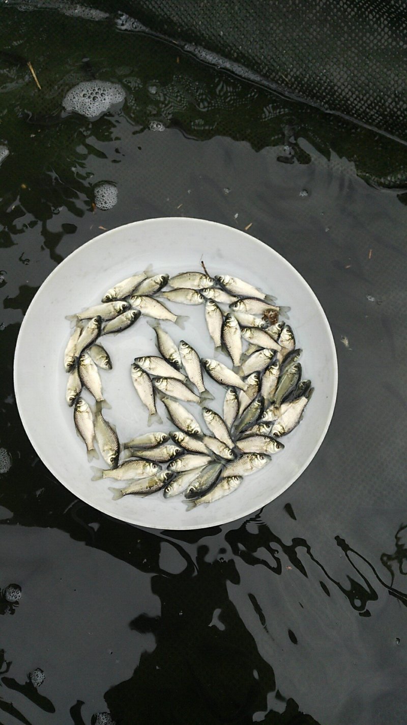 鲫鱼苗，中科三号鲫鱼苗银鲫鱼苗，快大鲫鱼苗包邮发货