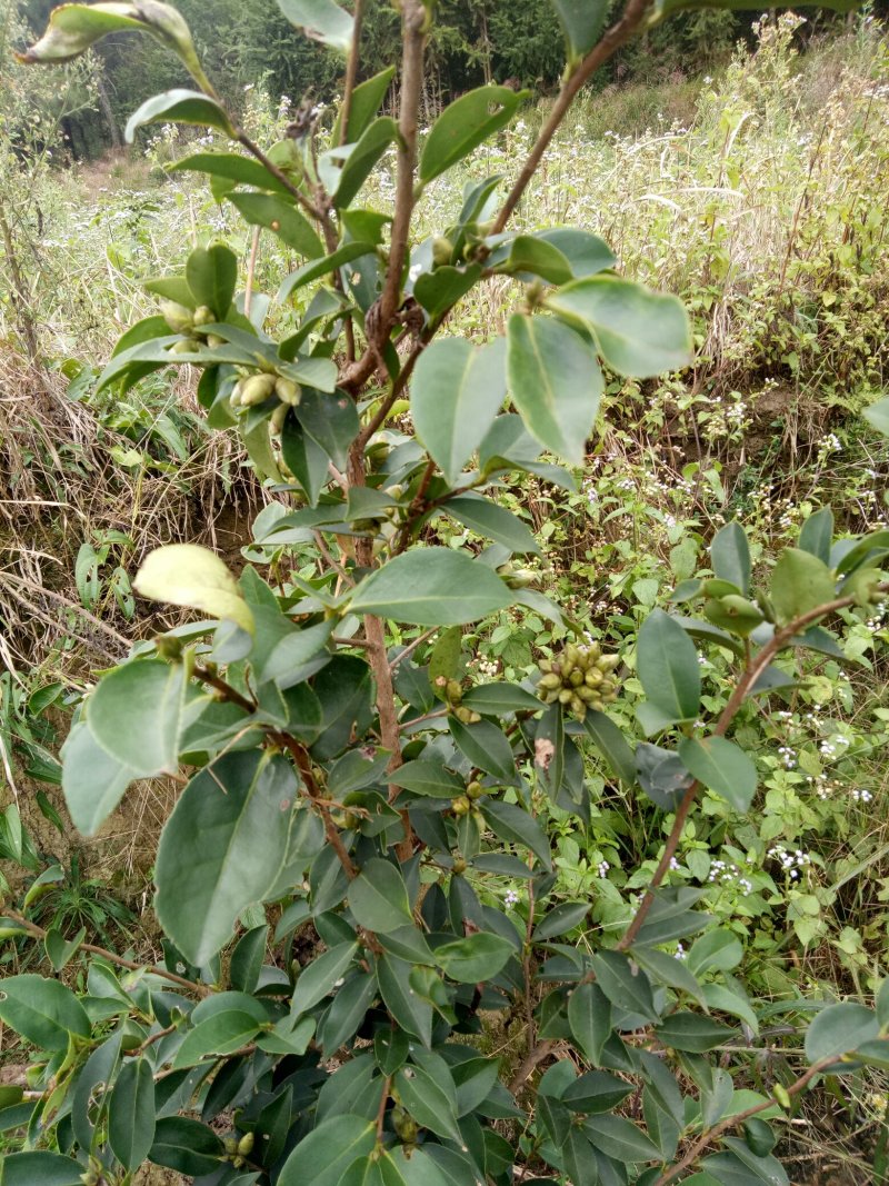 野山茶籽