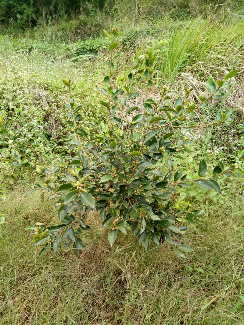 野山茶籽