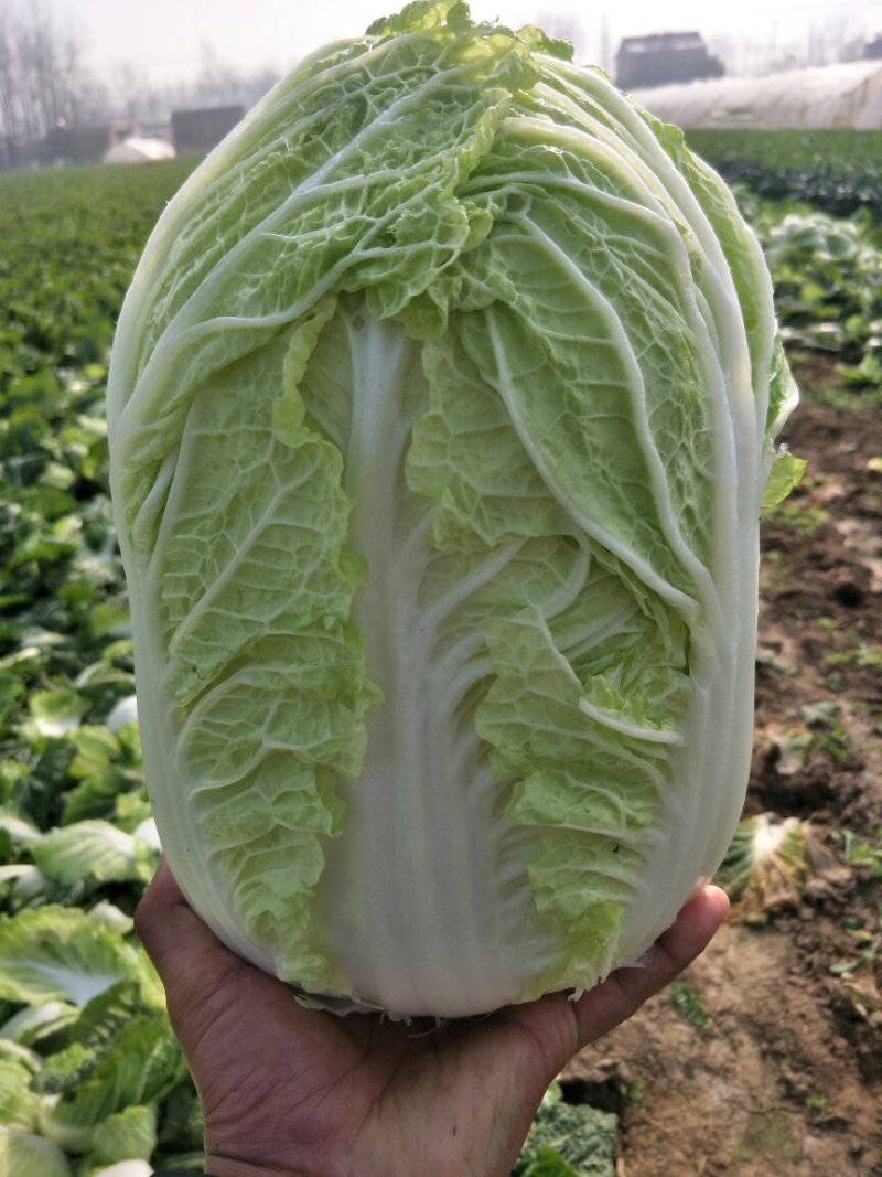 黄心白菜