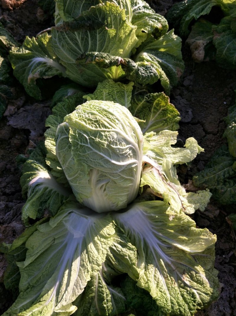 黄心白菜