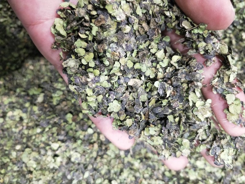 浮萍草。机压包。袋装。产地一手货源价格优惠