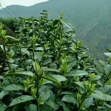 安吉白茶