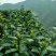 安吉白茶
