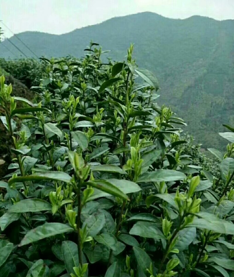 安吉白茶