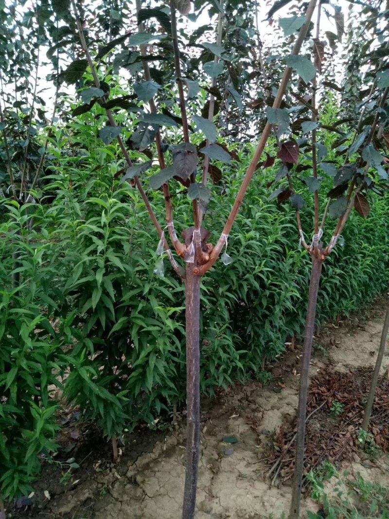 红梅各种规格都有货高低分枝都有货