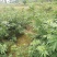 四川平昌县青花椒香麻浓厚品质上剩自种青，干，鲜，花椒