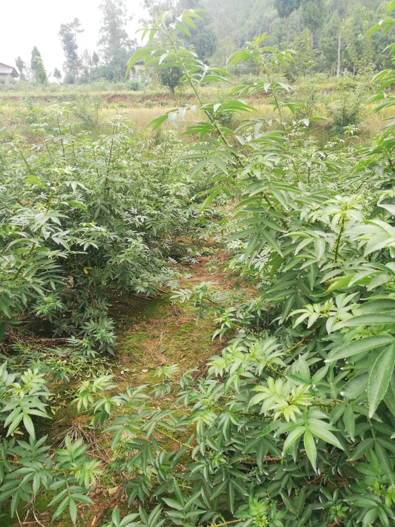 四川平昌县青花椒香麻浓厚品质上剩自种青，干，鲜，花椒