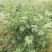 四川平昌县青花椒香麻浓厚品质上剩自种青，干，鲜，花椒