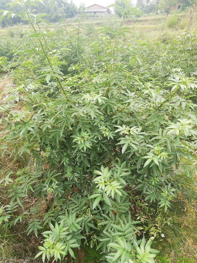 四川平昌县青花椒香麻浓厚品质上剩自种青，干，鲜，花椒