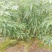 四川平昌县青花椒香麻浓厚品质上剩自种青，干，鲜，花椒