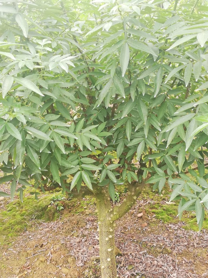 四川平昌县青花椒香麻浓厚品质上剩自种青，干，鲜，花椒