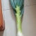 鸡腿大葱毛葱3cm左右20~25cm