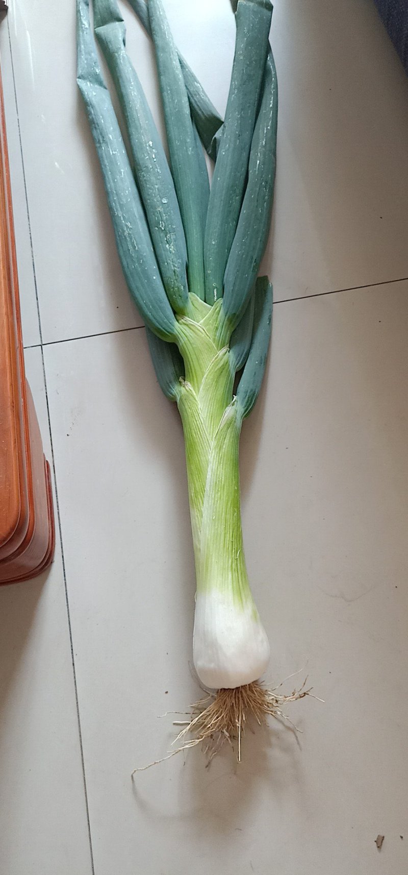 鸡腿大葱毛葱3cm左右20~25cm