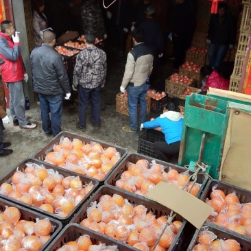 纽荷尔脐橙，正在火热走货中。