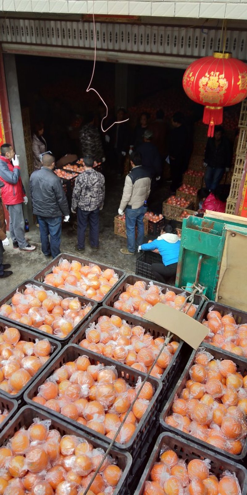 纽荷尔脐橙，正在火热走货中。