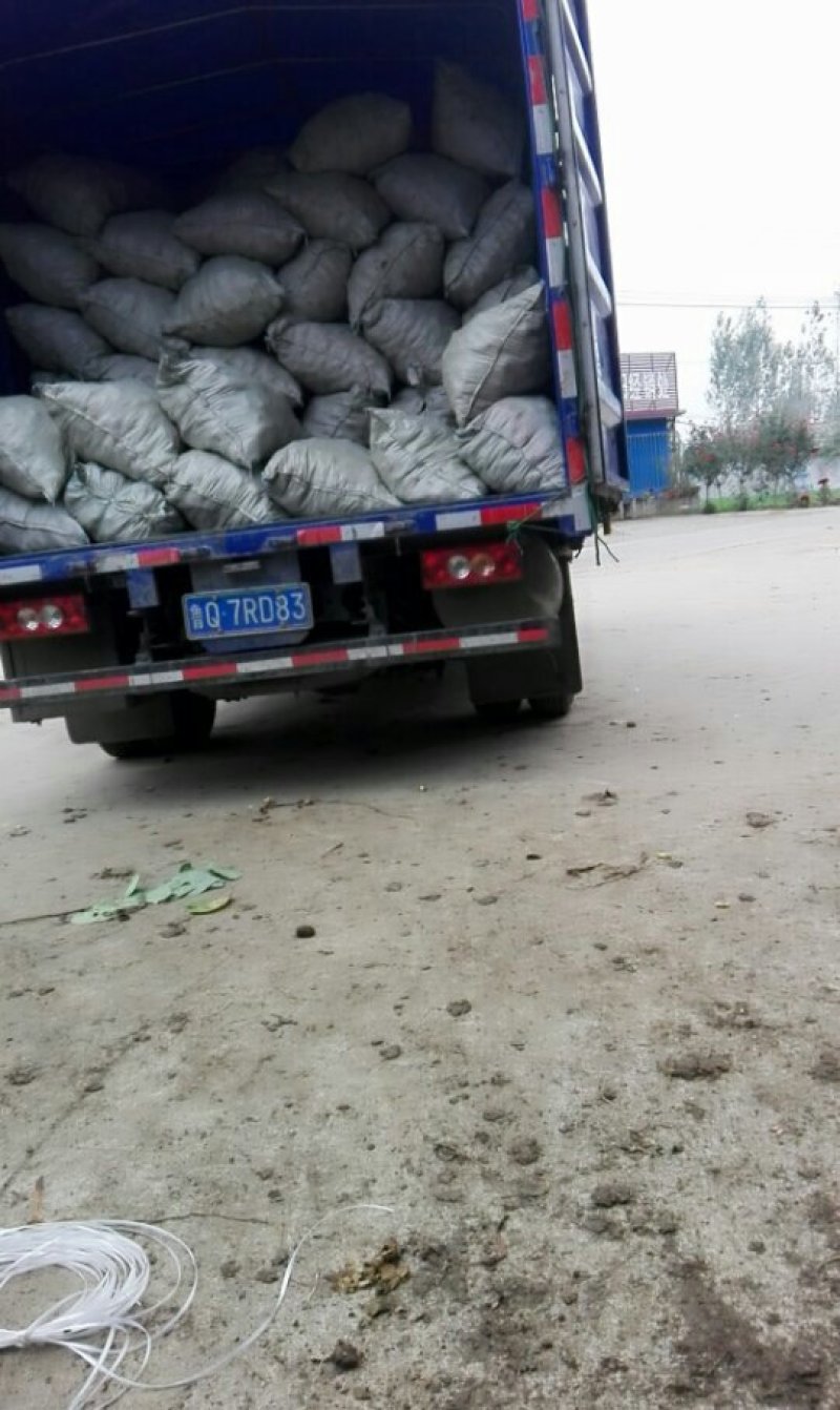 河南南阳，二万亩红芽芋每年八月大量上市。
